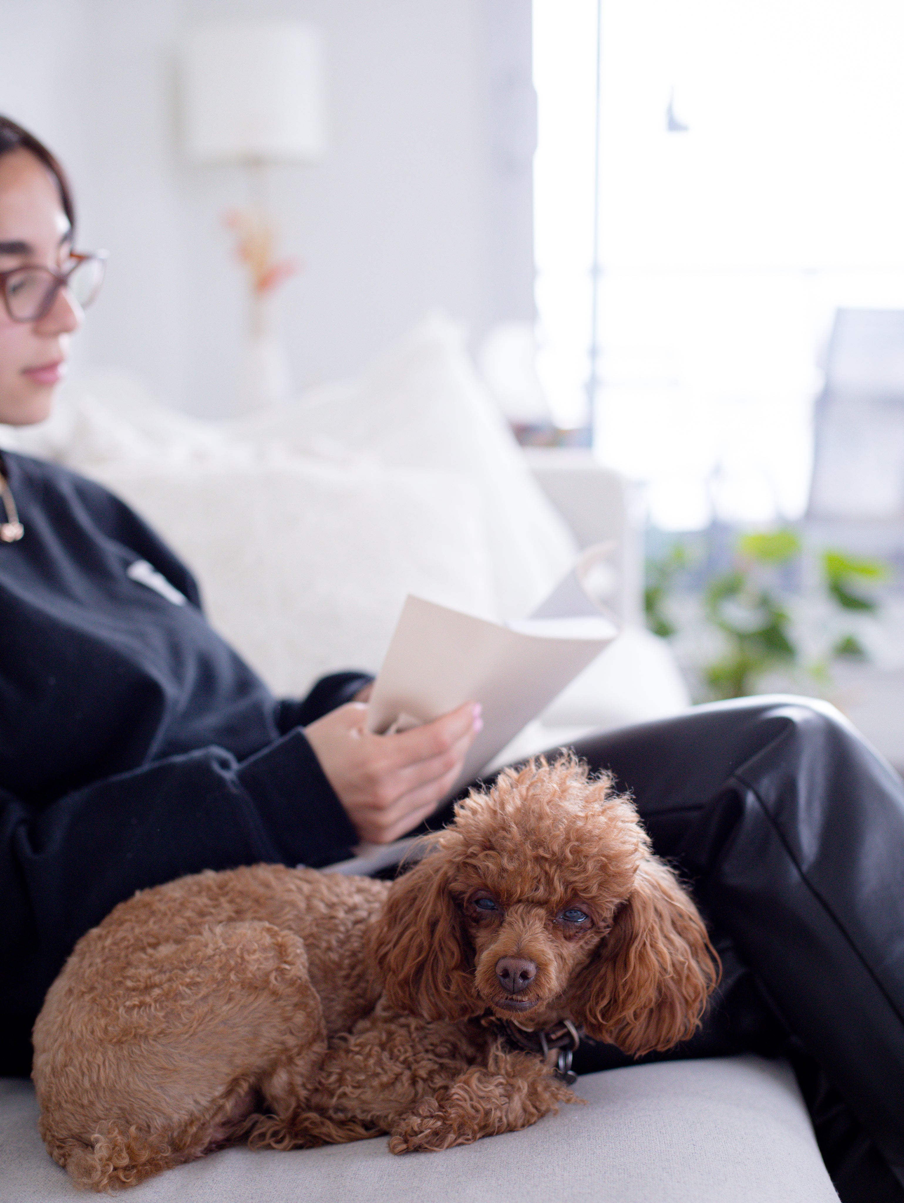 files/brown-dog-curled-up-on-a-couch-next-to-a-person.jpg